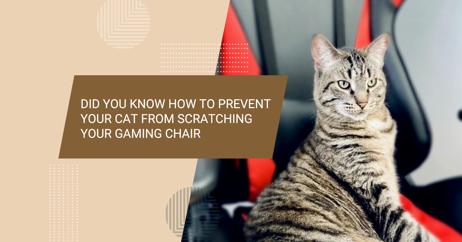 Did you know how to prevent your Cat from Scratching your Gaming Chair